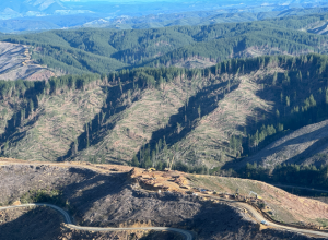 Forest damage KohatuTapawera 17 July