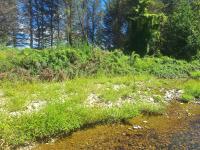 Weeds on Pigeon Creek following flood event