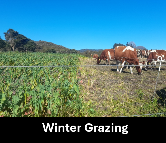 Winter Grazing3