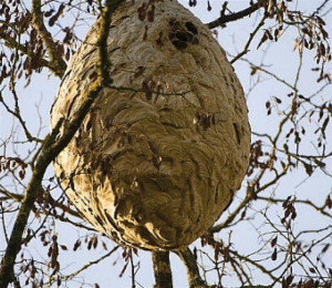 Yellow legged hornets factsheet v2