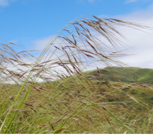 Chilean needle grass