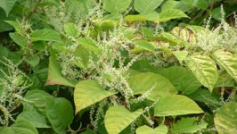 Knotweed
