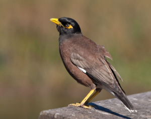 Myna bird