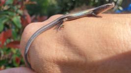 plague skink windinthetrees